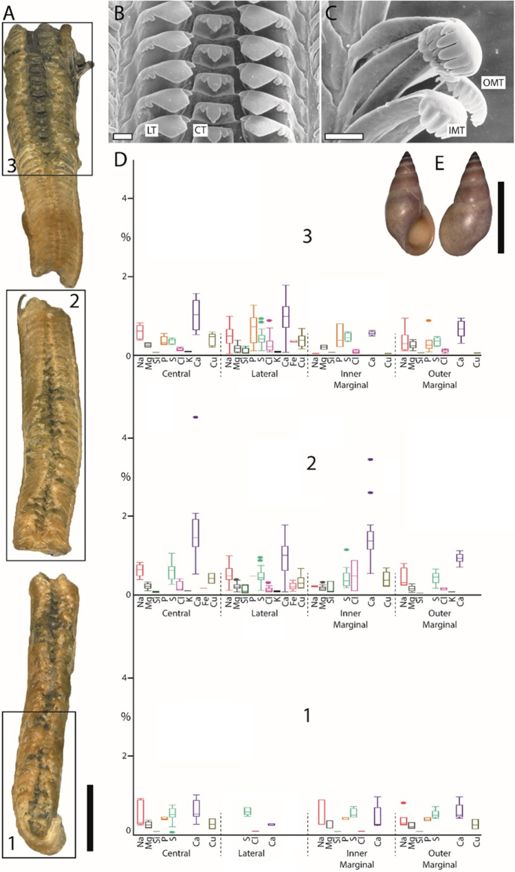 Fig. 6