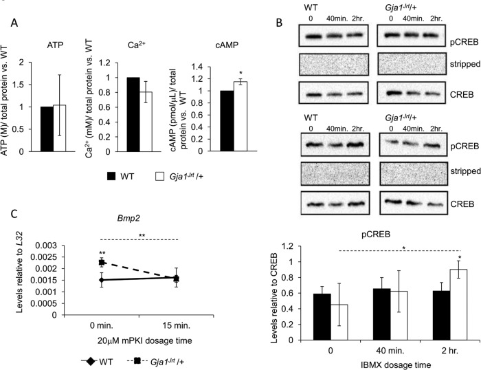 FIGURE 6: