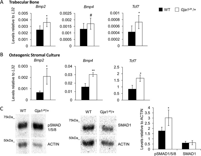 FIGURE 4: