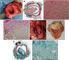 Fig. 11.