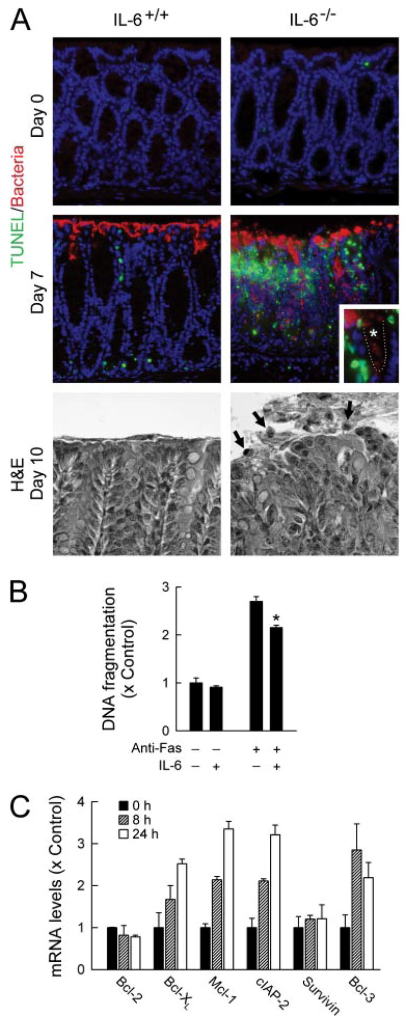 FIGURE 6