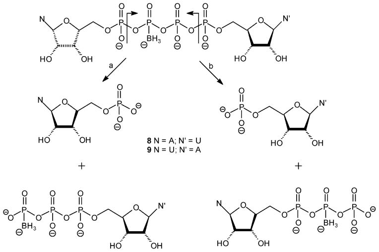 Scheme 5