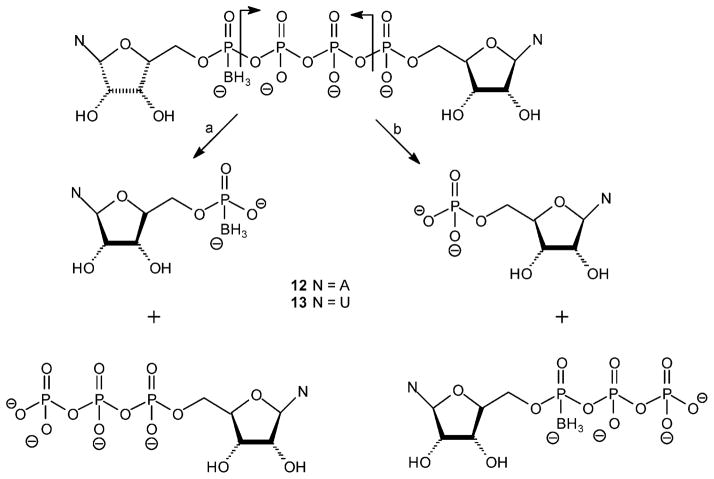 Scheme 6