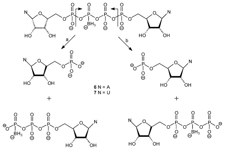 Scheme 4