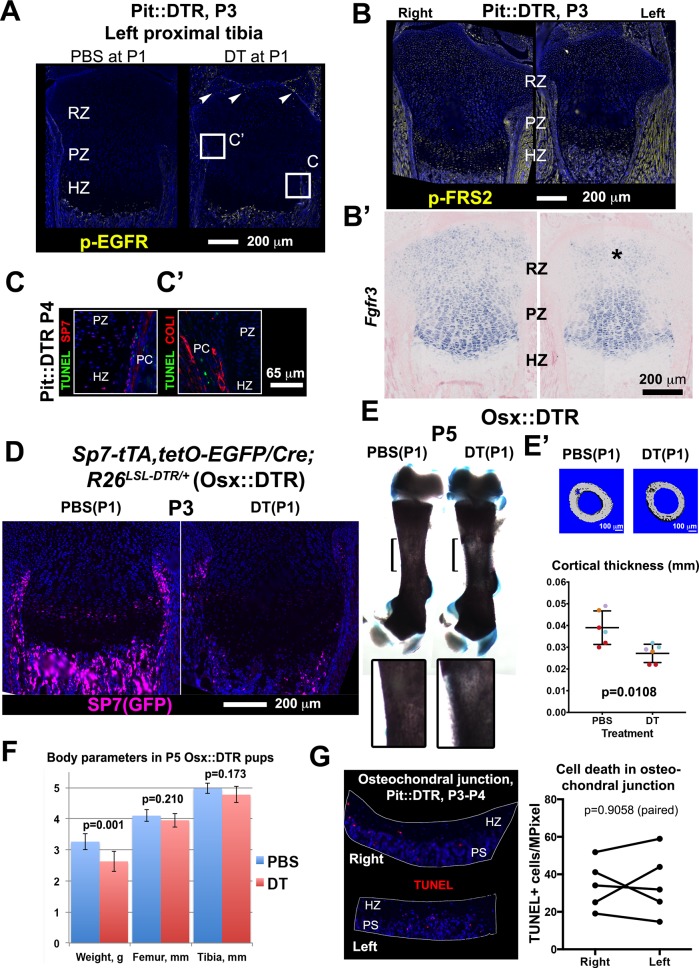 Figure 3—figure supplement 1.