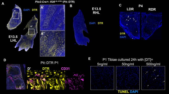 Figure 1—figure supplement 1.