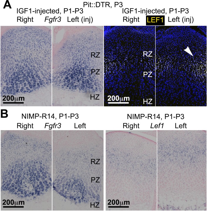 Figure 4—figure supplement 2.