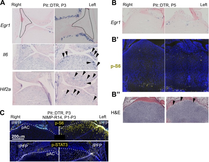 Figure 5—figure supplement 1.