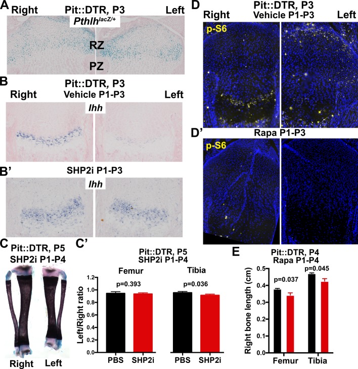 Figure 3—figure supplement 2.