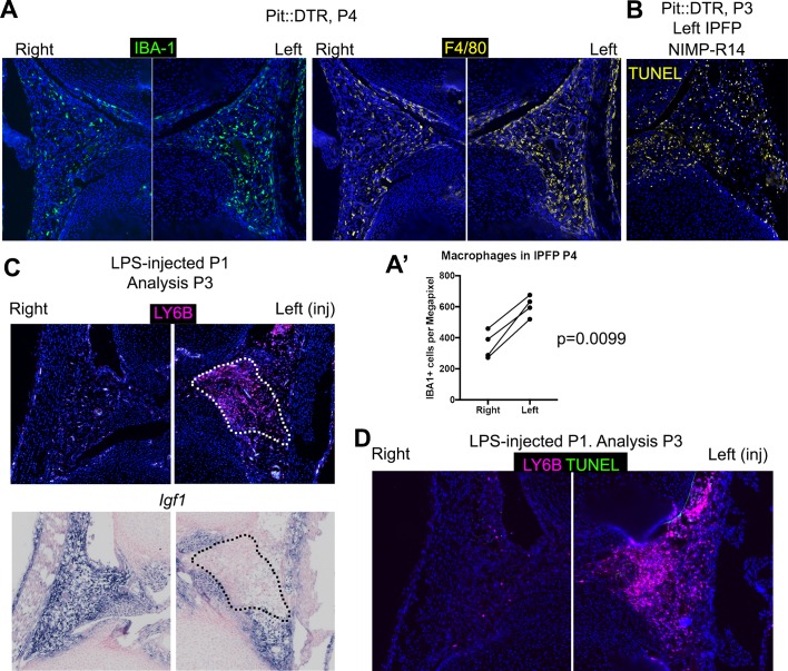 Figure 4—figure supplement 3.