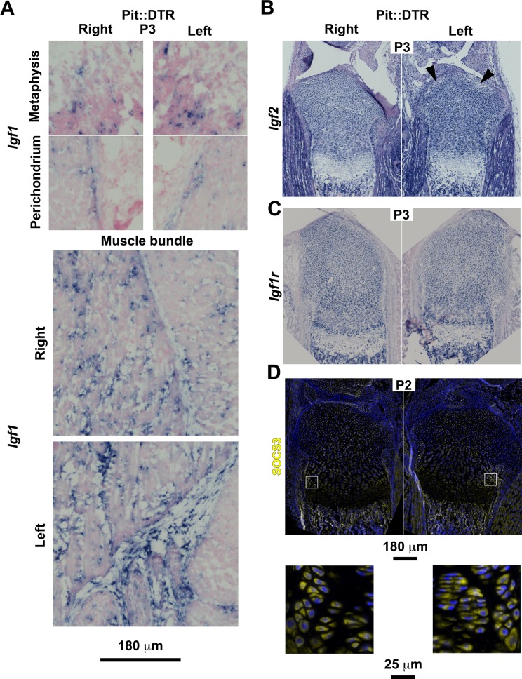 Figure 4—figure supplement 1.