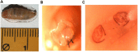 Fig 2