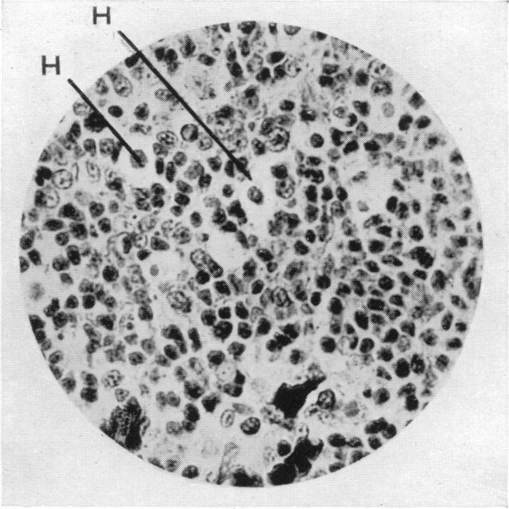 Fig. 10