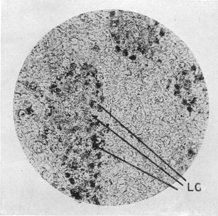 Fig. 13