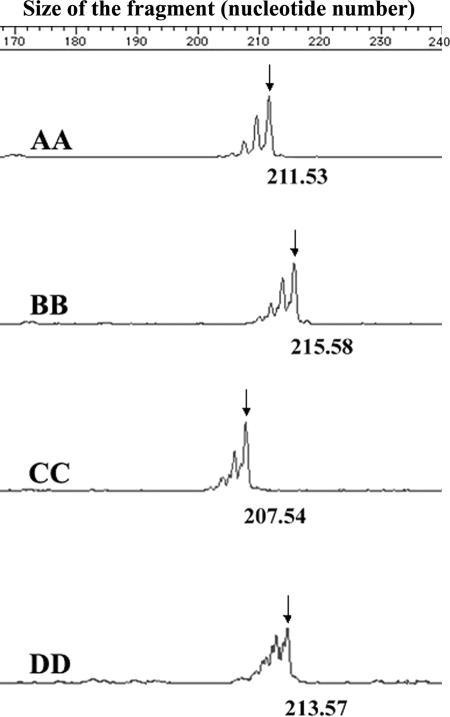 FIG. 1.