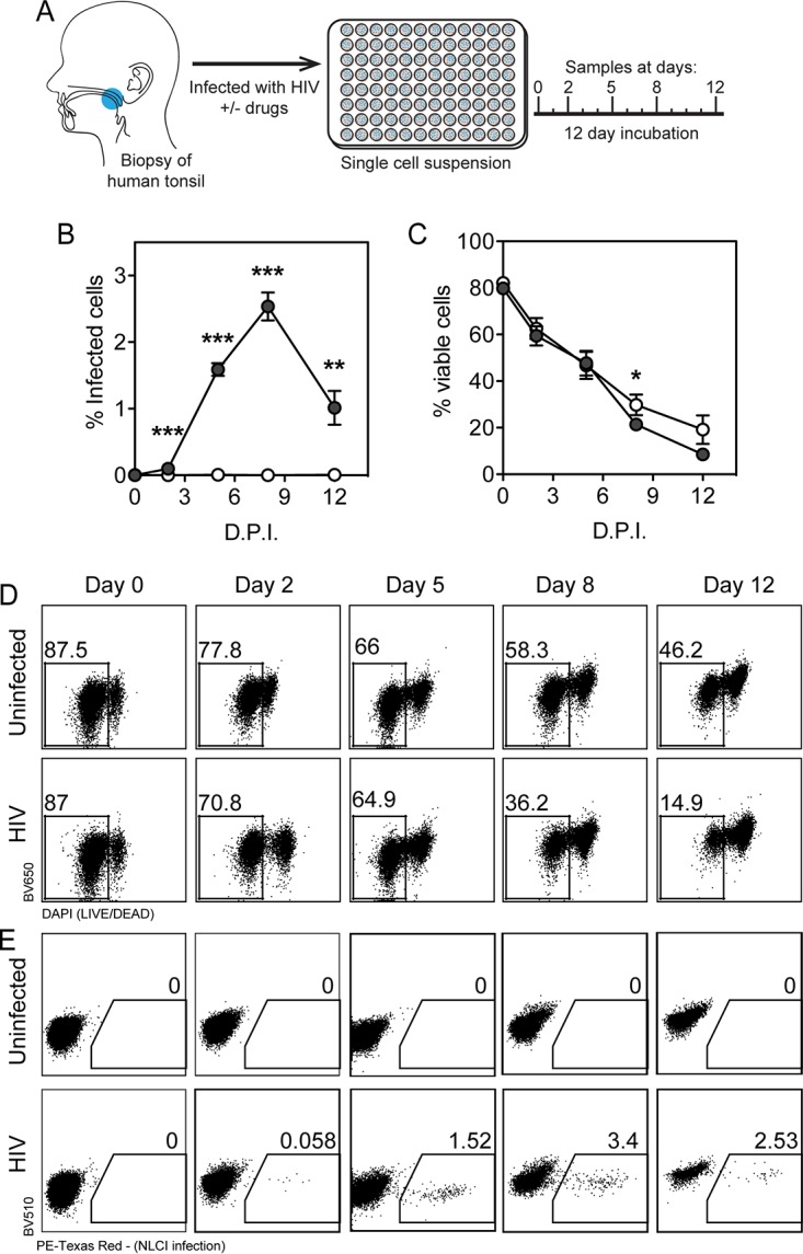 FIG 2