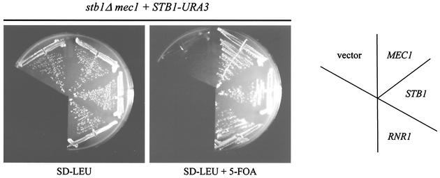 FIG. 5.