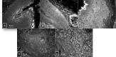 Fig 8