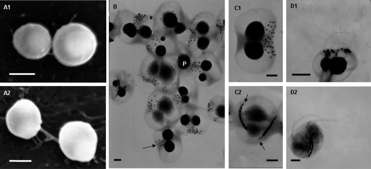 Fig 2