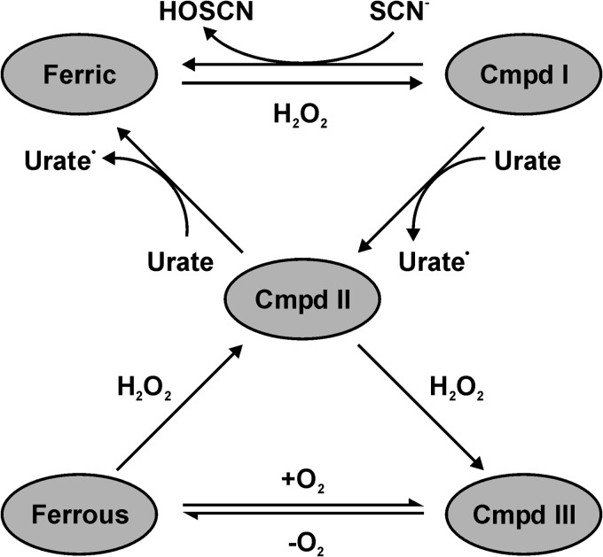 FIGURE 11.