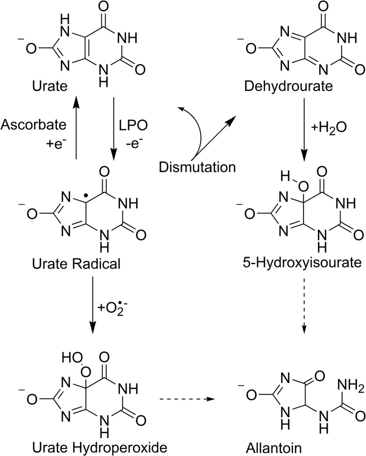 FIGURE 1.