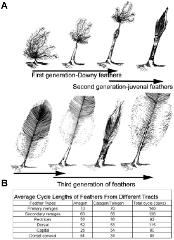 The developmental biology of feather follicles - PMC