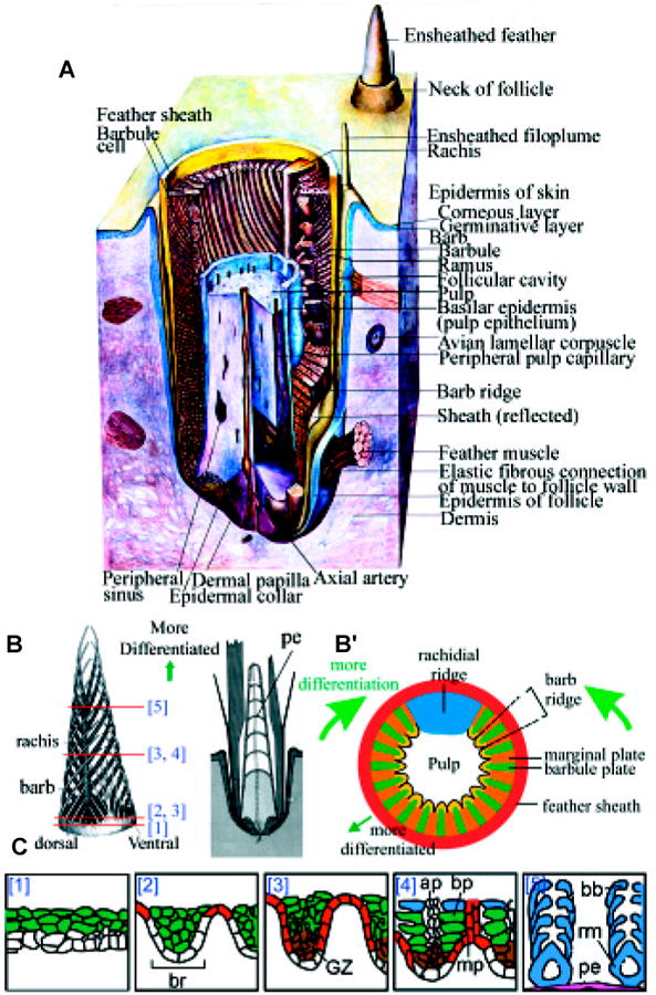 Fig. 2