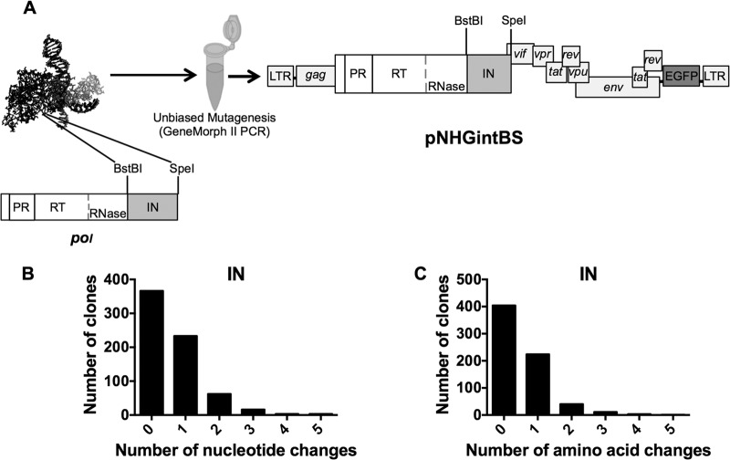 FIG 2