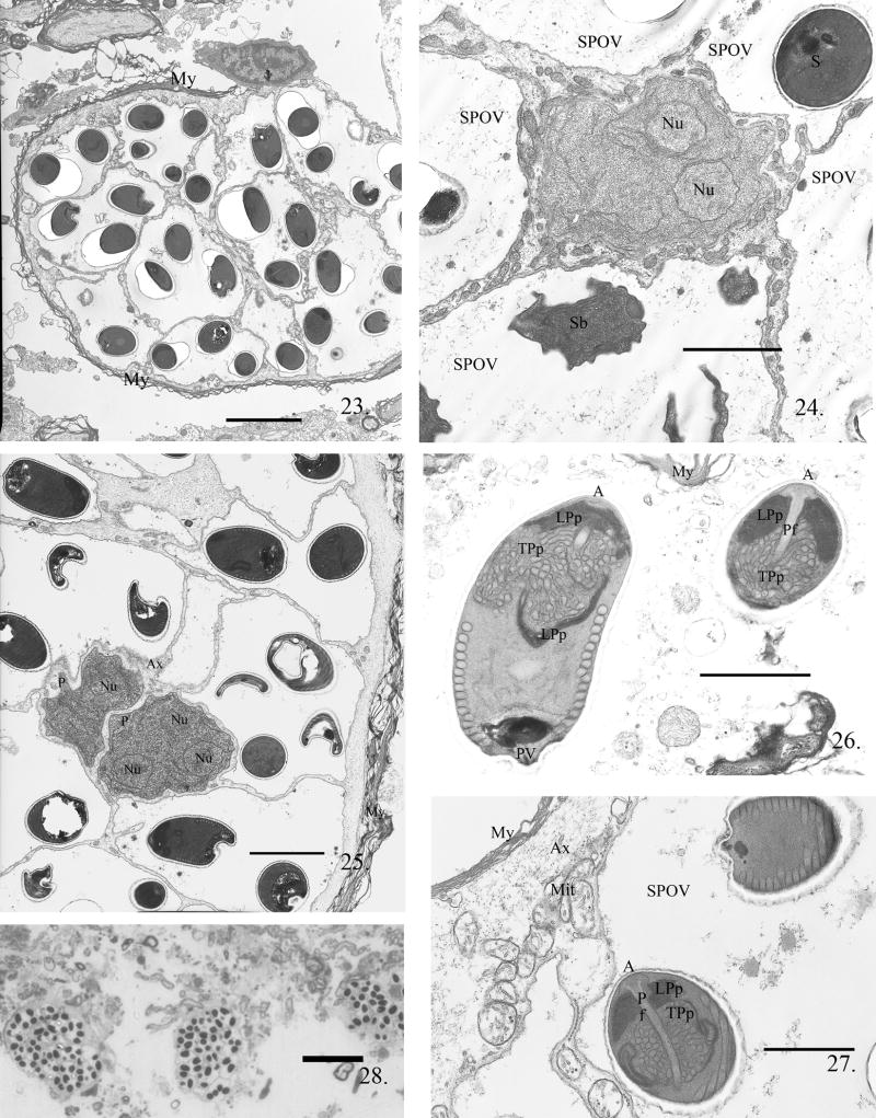 Fig. 23--28