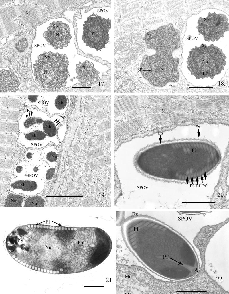 Fig. 17--22