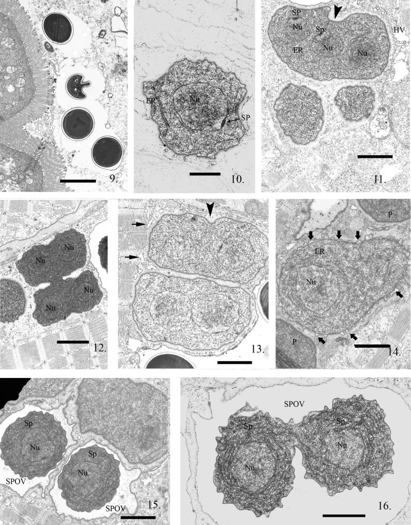 Fig. 9--16