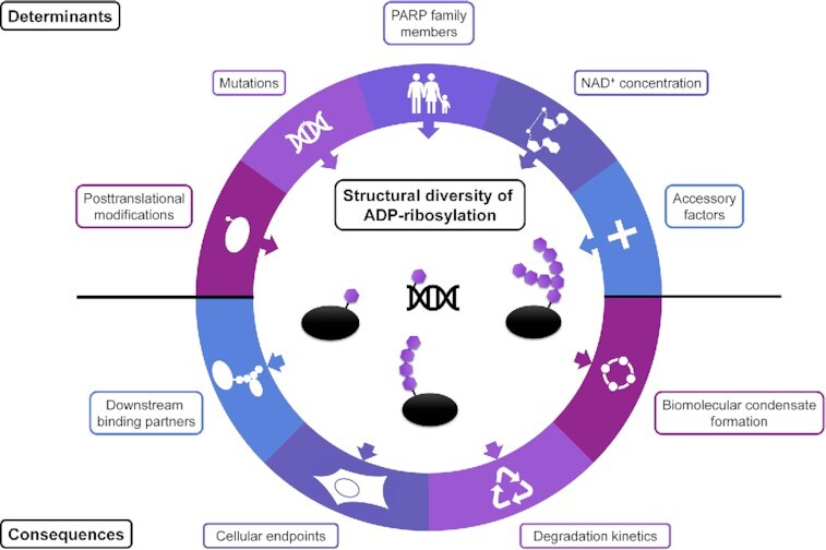 Graphical Abstract