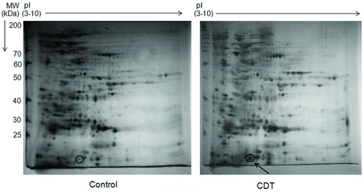 FIGURE 1