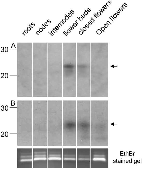 FIGURE 4.