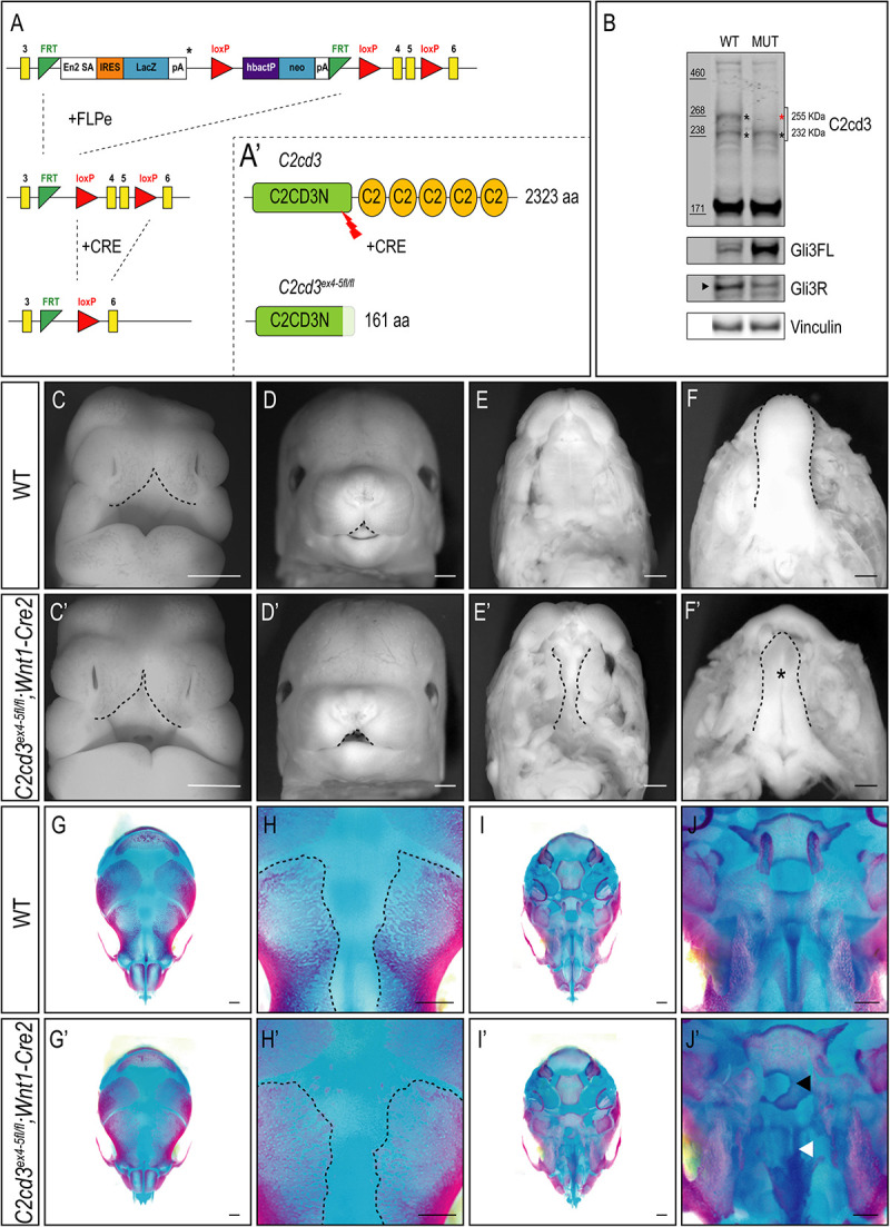 FIGURE 4