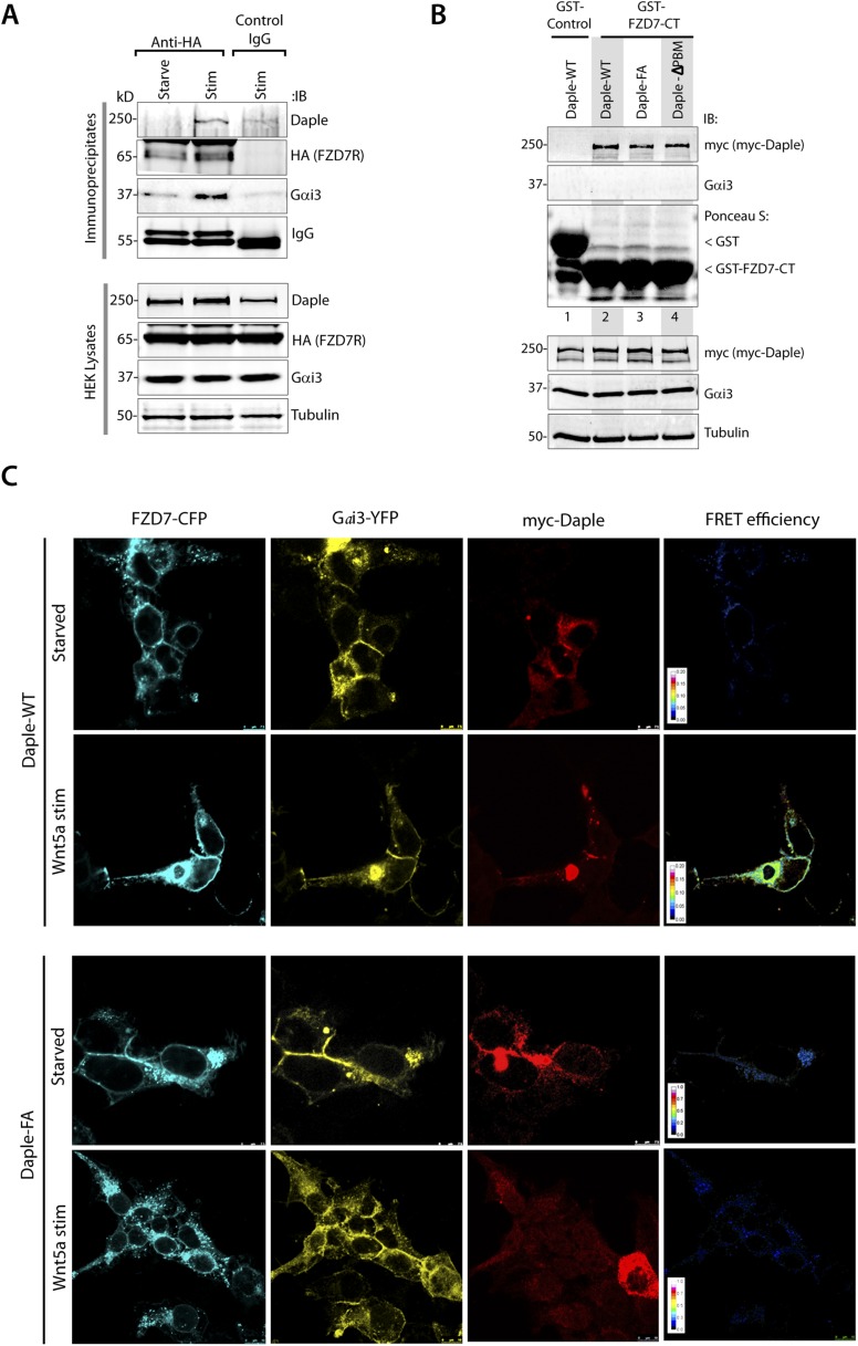 Figure 4—figure supplement 2.