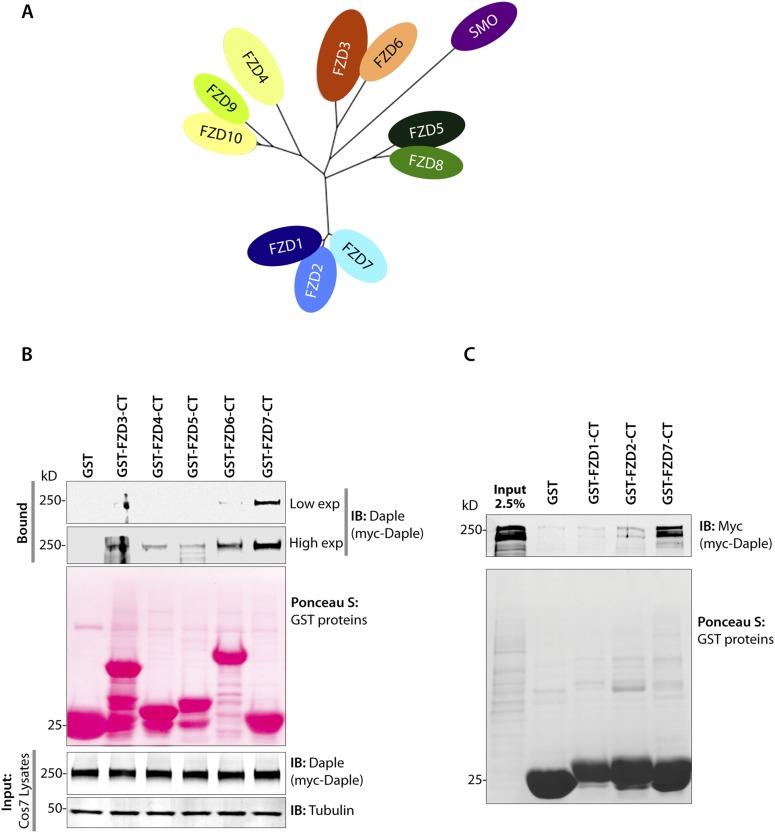 Figure 4—figure supplement 1.