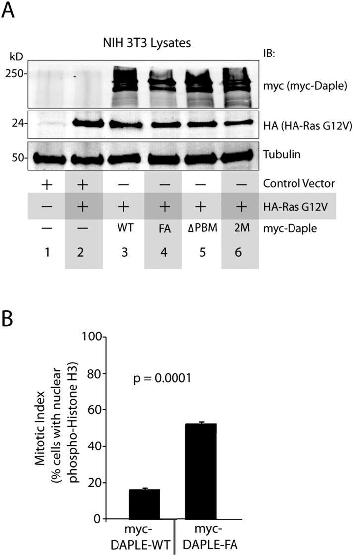 Figure 7—figure supplement 1.