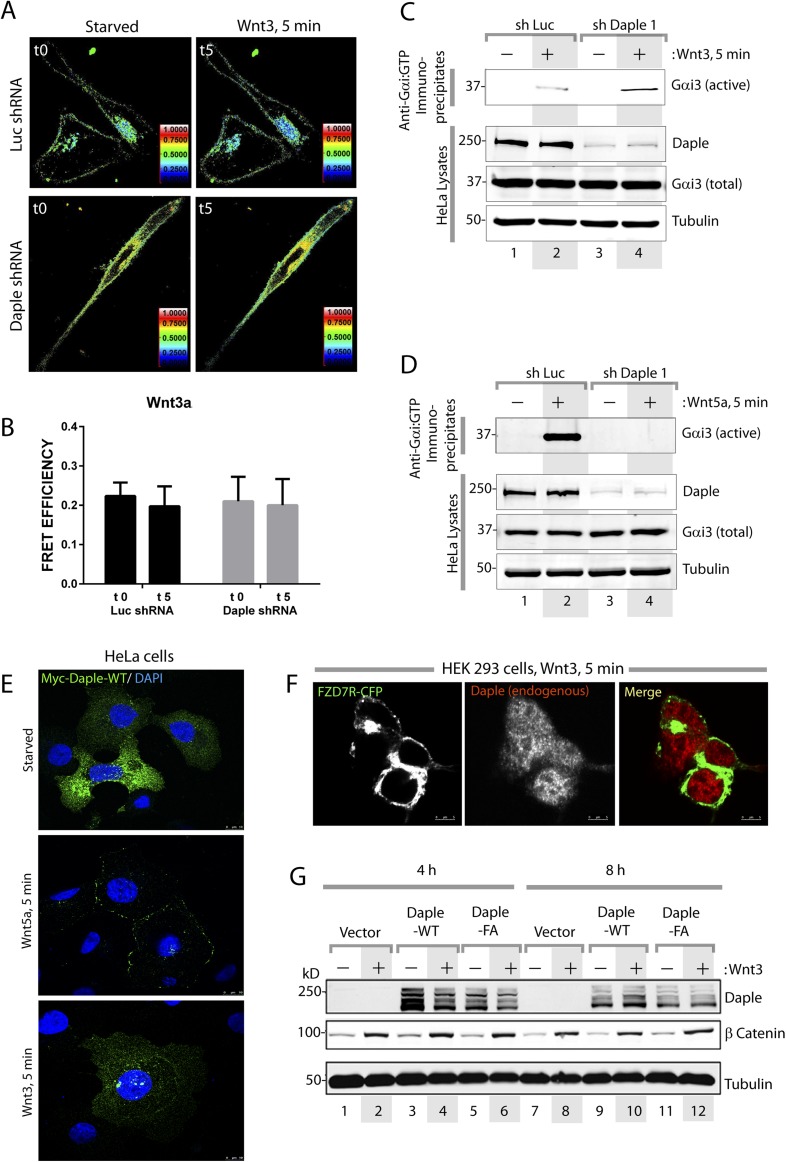 Figure 5—figure supplement 2.