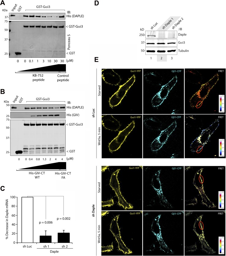 Figure 2—figure supplement 1.