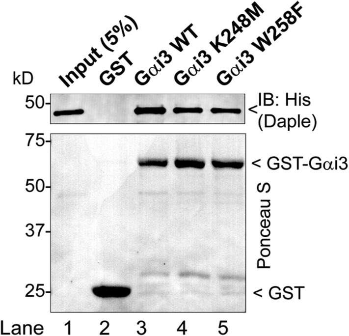 Figure 1—figure supplement 1.