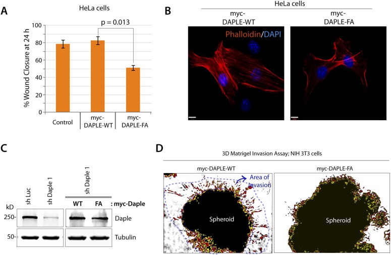 Figure 6—figure supplement 1.