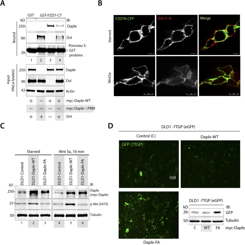 Figure 5—figure supplement 1.