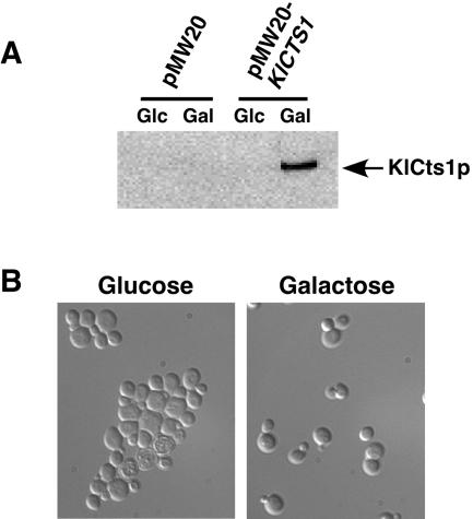 FIG. 6.