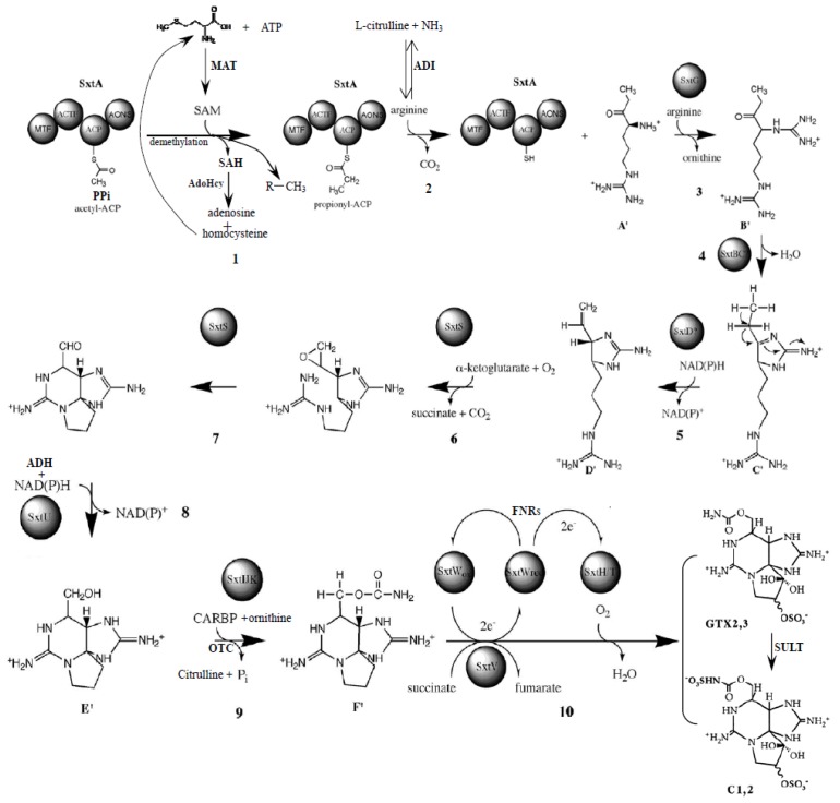 Figure 5