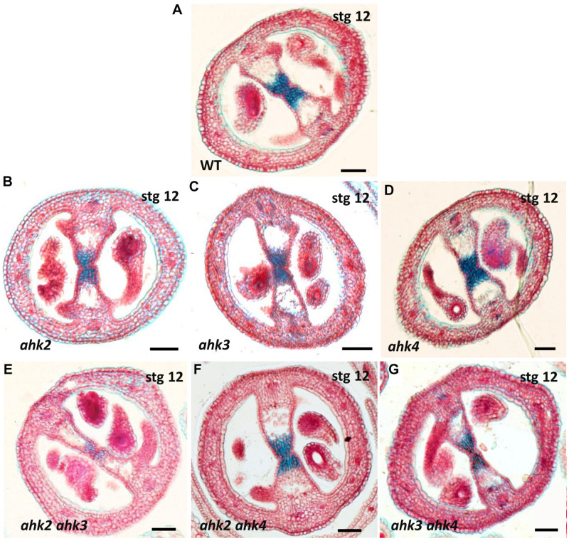 FIGURE 3