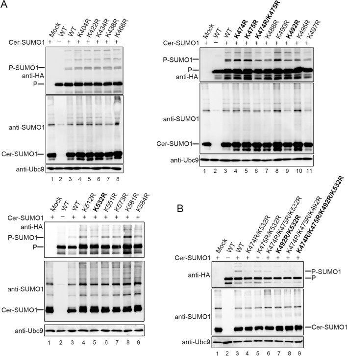 Fig. 4