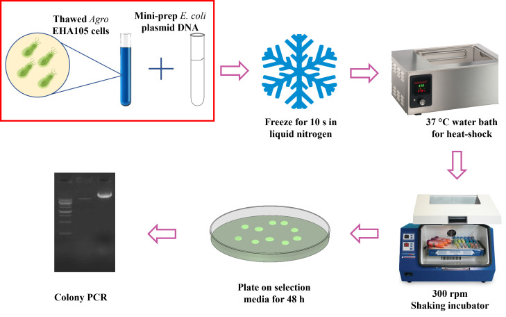 graphic file with name BioProtoc-15-1-5174-ga001.jpg