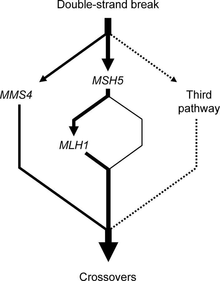 Figure 4.—