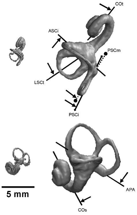 Fig. 8